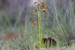 Diuris palustris