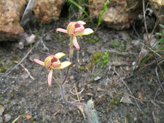 Caladenia discoidea