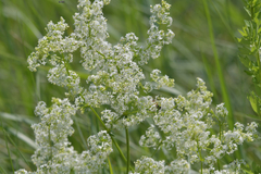 Galium mollugo