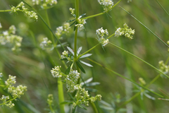 Galium mollugo