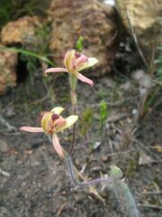 Caladenia discoidea