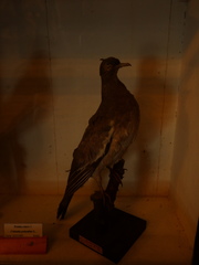 Columba palumbus maderensis