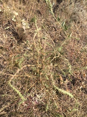 Salsola collina
