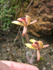 Caladenia discoidea