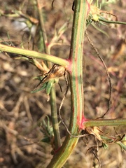 Salsola collina