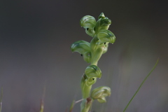 Pterostylis cycnocephala