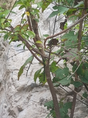 Planaeschna shanxiensis