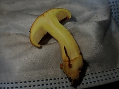 Cortinarius percomis