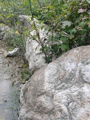 Planaeschna shanxiensis