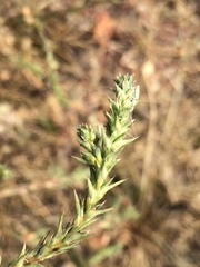 Salsola collina