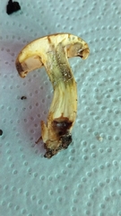 Cortinarius percomis