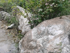 Planaeschna shanxiensis