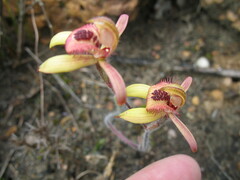 Caladenia discoidea