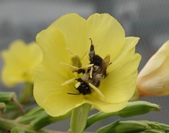 Bombus impatiens