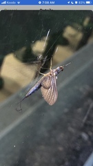 Hexagenia bilineata