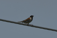 Emberiza schoeniclus