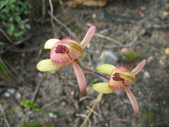 Caladenia discoidea