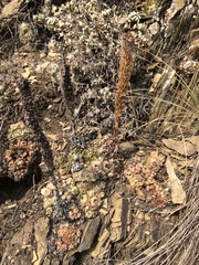 Orostachys spinosa
