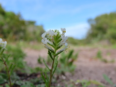 Scrophulariaceae