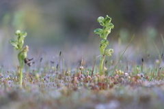 Pterostylis cycnocephala