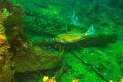 Meuschenia freycineti