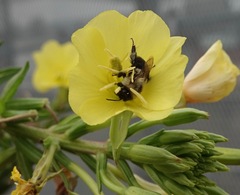 Oenothera