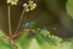 Austroargiolestes icteromelas