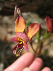 Diuris longifolia