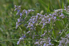 Limonium gmelinii