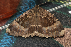 Mormo maura