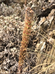 Orostachys spinosa