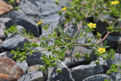 Potentilla supina