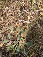 Goniolimon speciosum