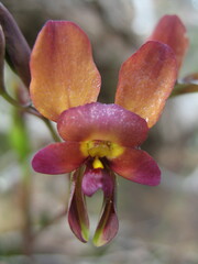 Diuris longifolia