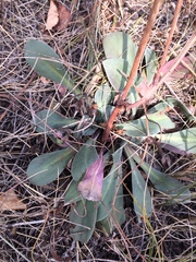 Goniolimon speciosum