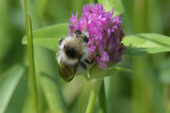 Bombus veteranus
