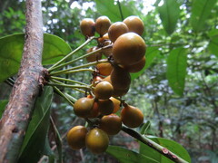 Pycnarrhena novoguineensis