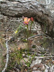Diuris longifolia