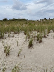 Ammophila breviligulata