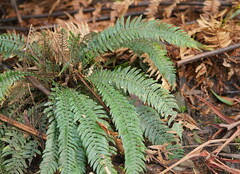 Blechnum chambersii
