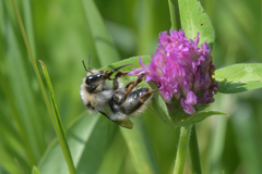 Bombus veteranus