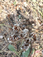 Goniolimon speciosum