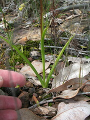 Diuris longifolia