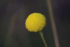 Craspedia variabilis