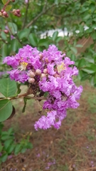 Lagerstroemia