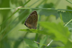 Aphantopus hyperantus
