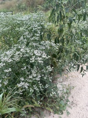 Eupatorium serotinum