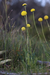 Craspedia variabilis