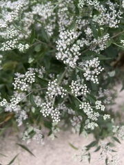 Eupatorium serotinum