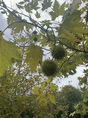 Platanus